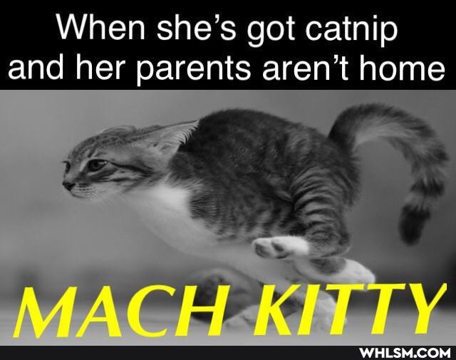 When she's got catnip and her parents aren't home