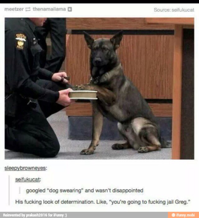 seifuka
googled "dog swearing" and wasn't disappointed
His fucking look of determination. Like, "you're going to fucking jail G
