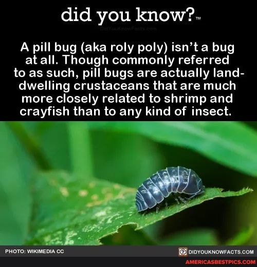 did you know?.
A pill bug (aka roly poly) isn't a bug at all. Though commonly referred to as such, pill bugs are actually land- dwelling crustaceans that are much more closely related to shrimp and
crayfish than to any kind of insect.
