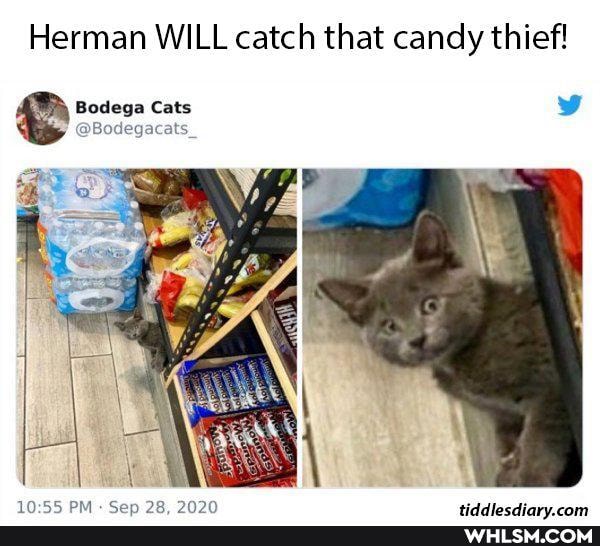 Herman WILL catch that candy thief!
BA, Bodega Cats
@Bodegacats_