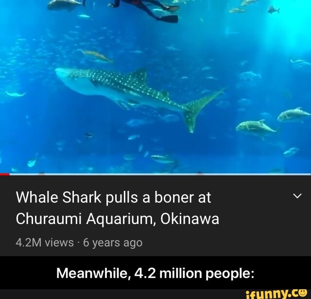 Whale Shark pulls a boner at Churaumi Aquarium, Okinawa 4.2M views 6 ...