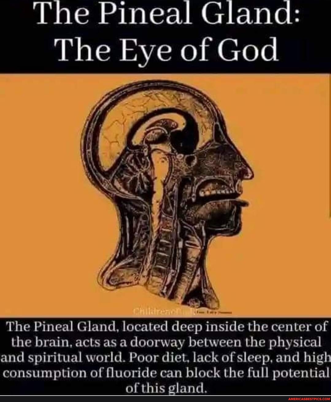 The Pineal The Eye of God The Pineal Gland, located deep inside the ...