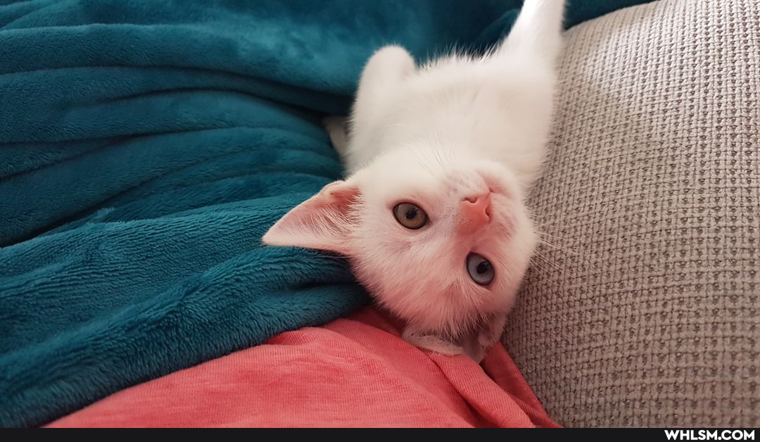 kitten, cat, no_concept_of_personal_space, chicken_nuggies_for_everyone, baby_animals