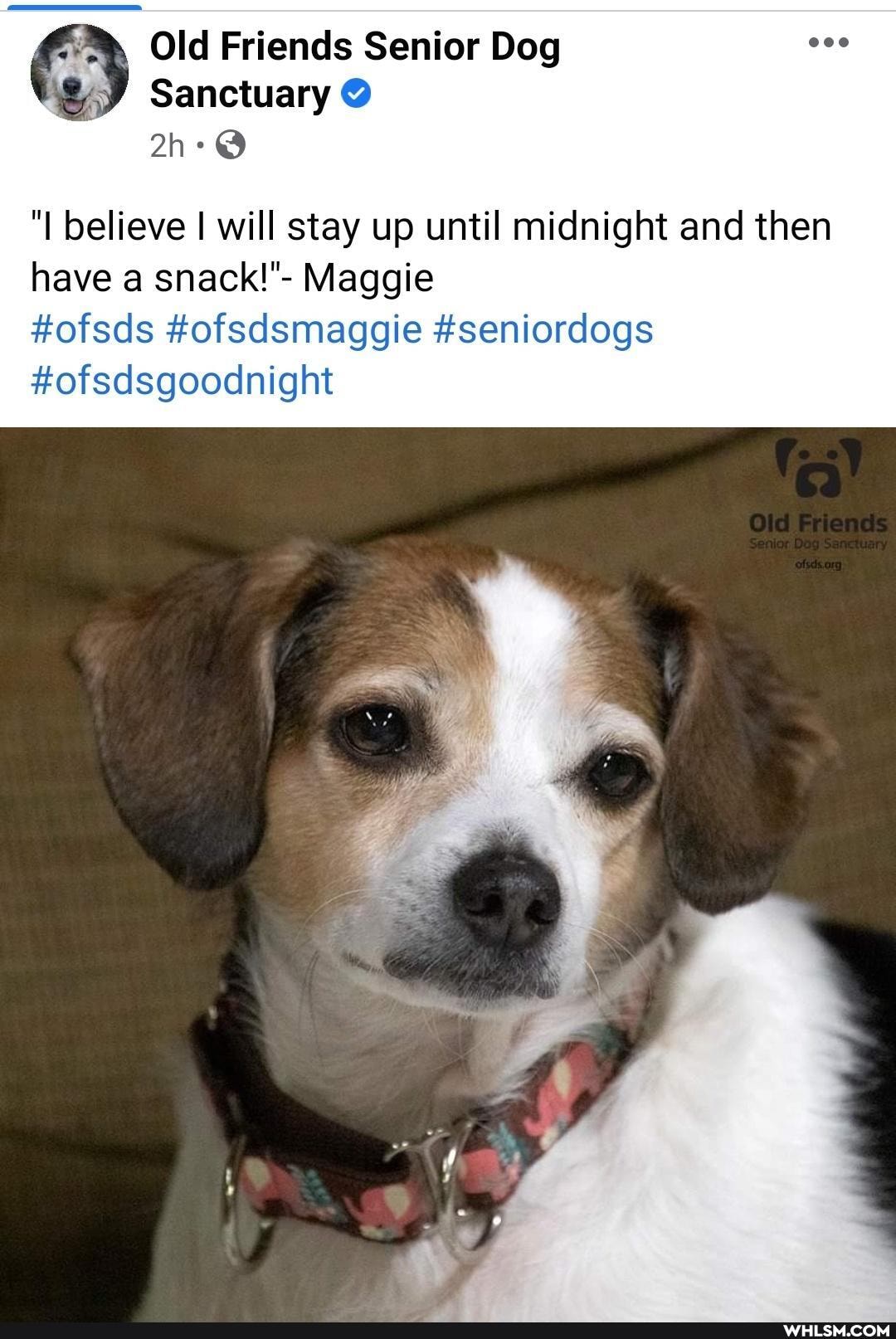 Old Friends Senior Dog
Sanctuary
"I believe I will stay up until midnight and then have a snack!"- Maggie
#ofsds #ofsdsmaggie #seniordogs
#ofsdsgoodnight