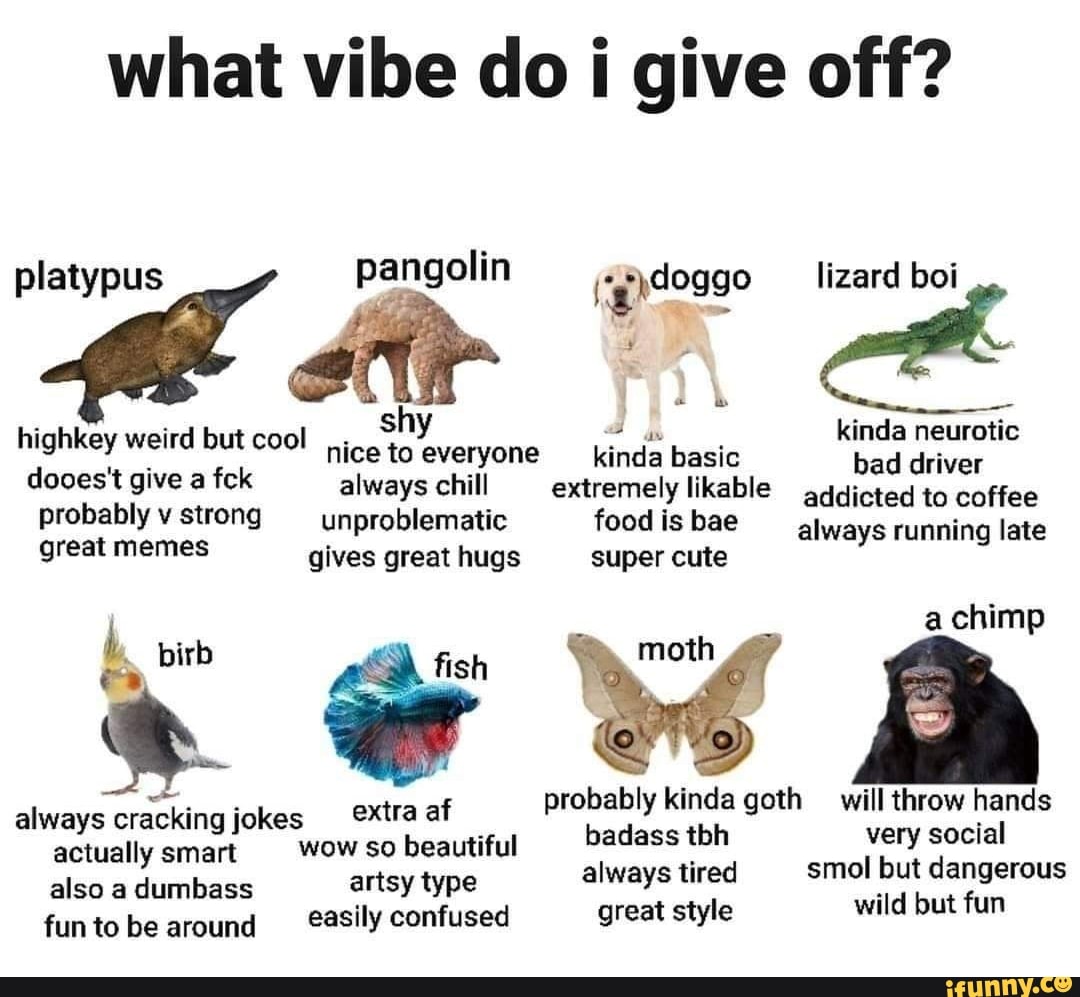 What vibe do i give off? platypus pangolin lizard boi highkey weird but