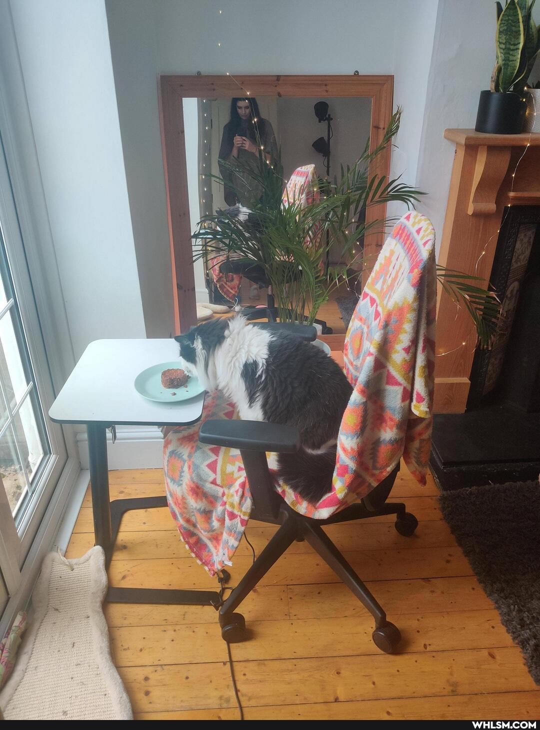 cats, caturday, floof
