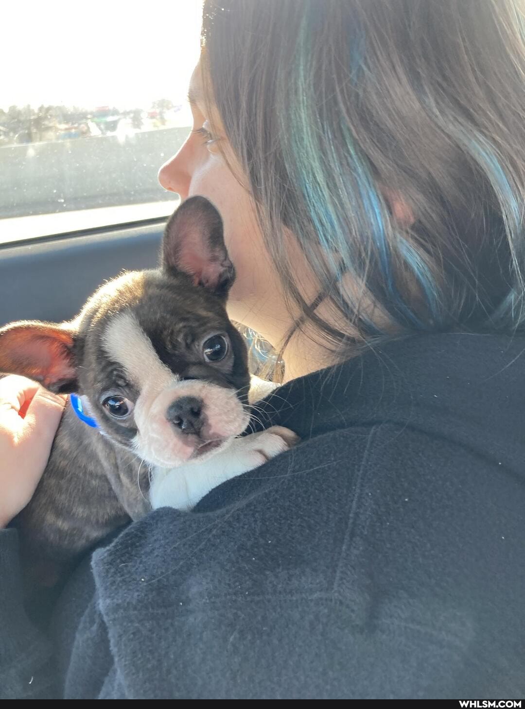 dog, david_bowie, doggo