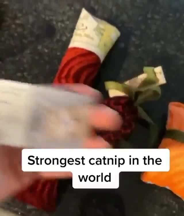 strongest catnip in the world