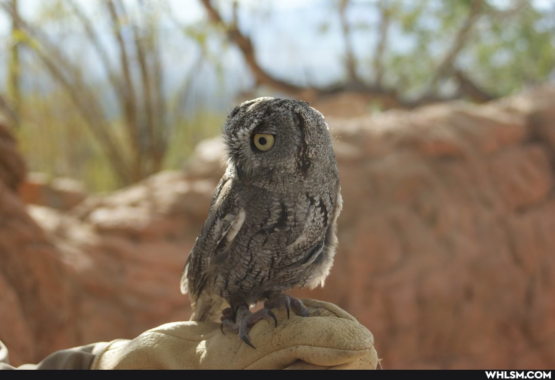 desert_museum, photography, high_resolution, owl