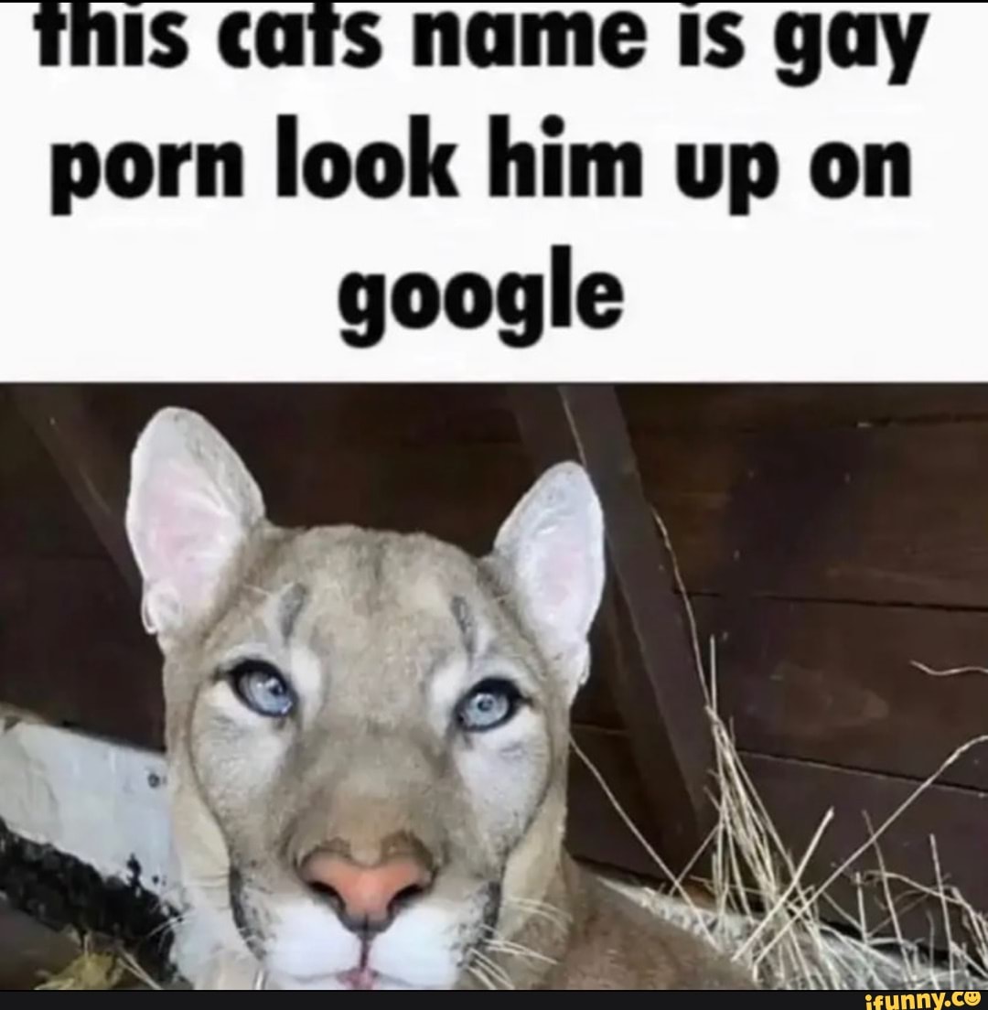 this-cats-name-is-gay-porn-look-him-up-on-google