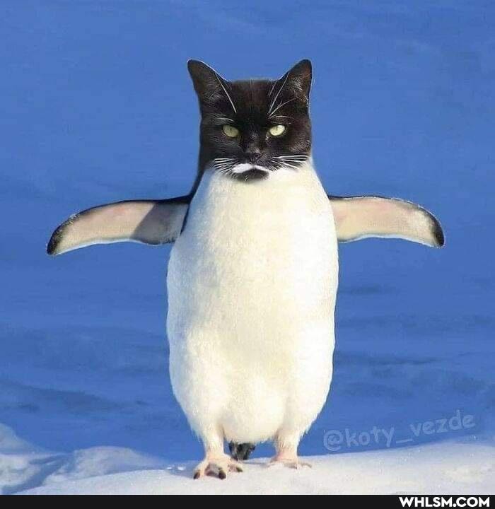 funny, cat, cats, awesome