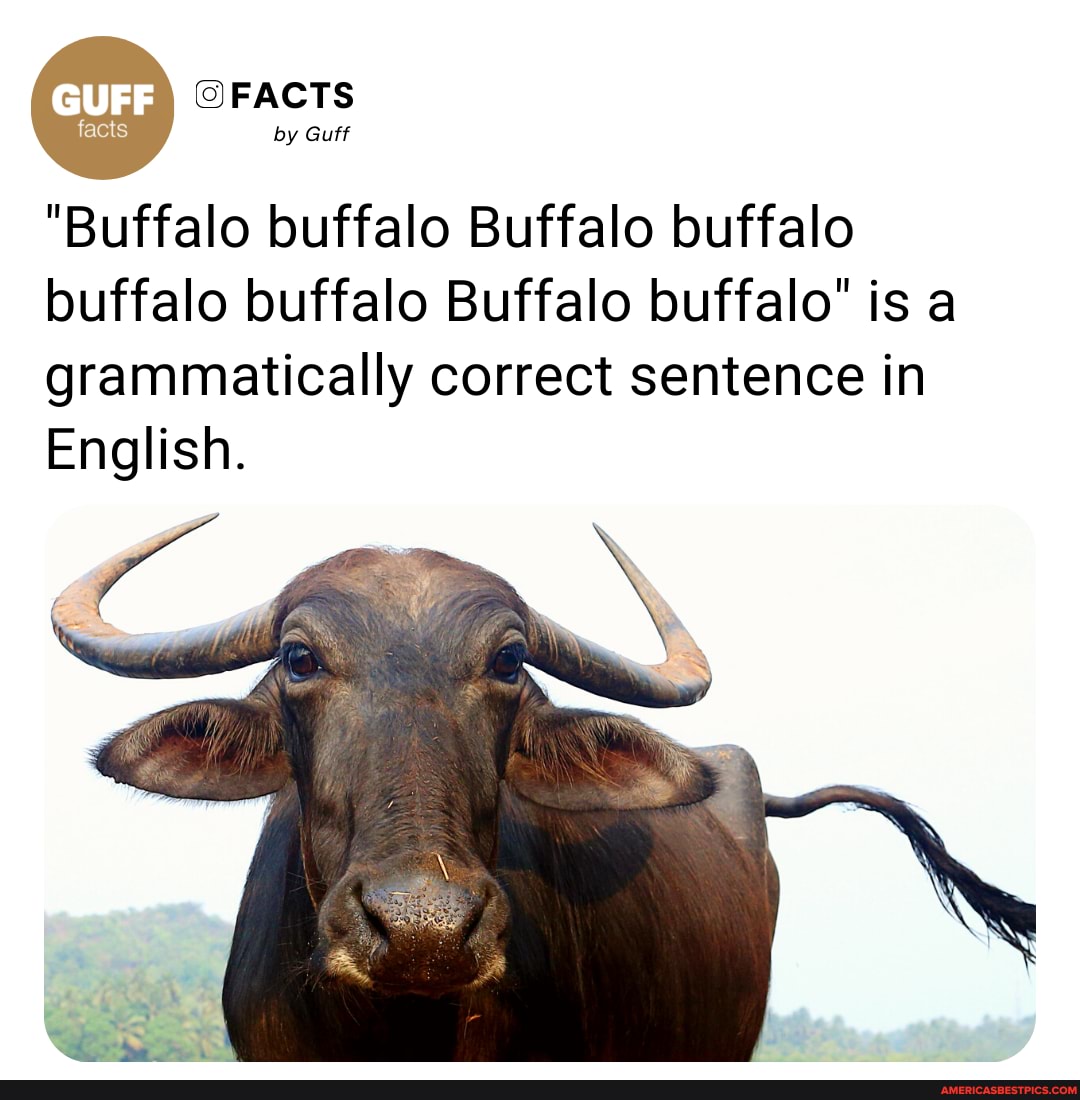 FACTS by Guff "Buffalo buffalo buffalo buffalo buffalo Buffalo is a correct sentence in English. - America's best pics and videos