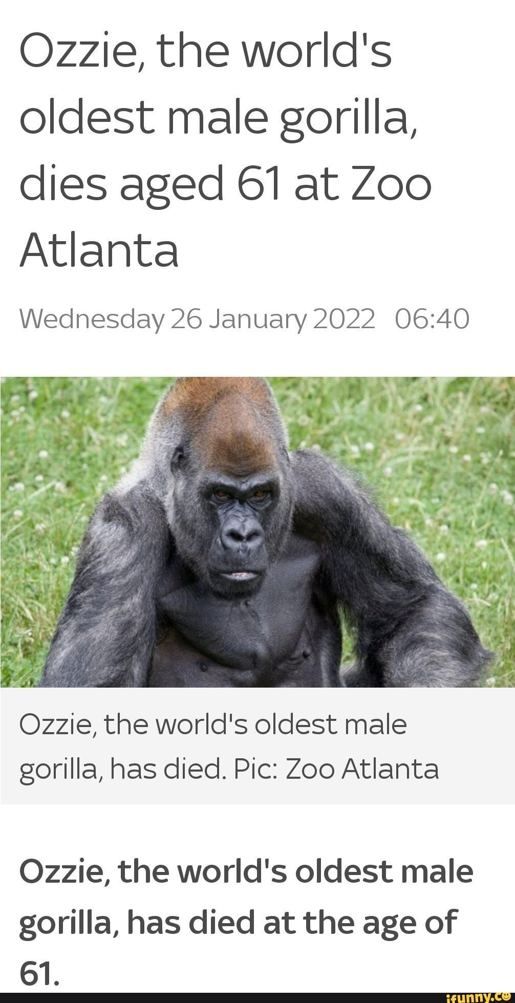 FFS - Ozzie, The World's Oldest Male Gorilla, Dies Aged 61 At Zoo ...