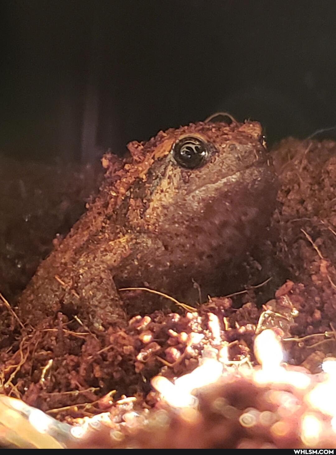 funny, frog, poetry