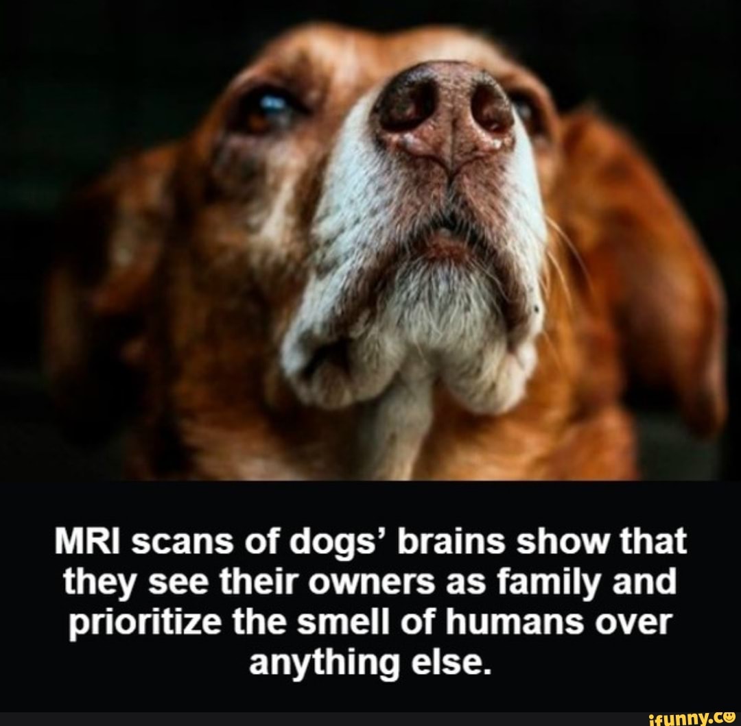 MRI scans of dogs' brains show that they see their owners as family and ...