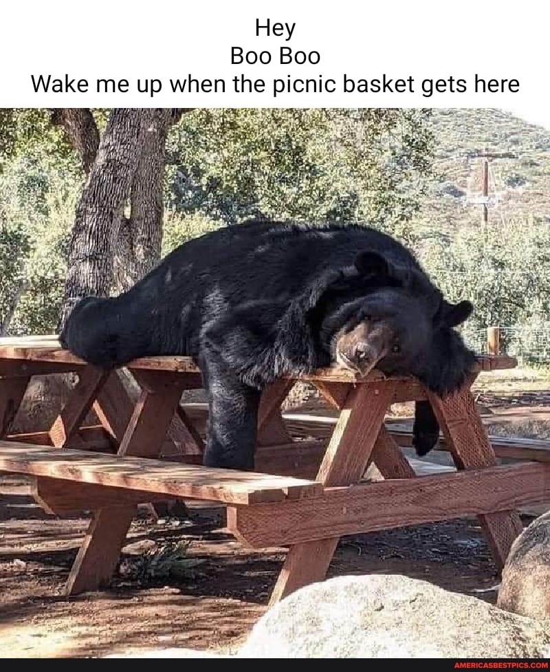 Hey Boo Boo Wake me up when the picnic basket gets here Af America’s