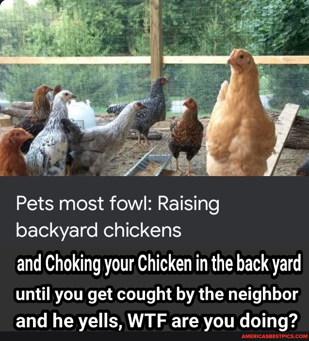 Pets most fowl Raising backyard chickens and Choking your Chicken in