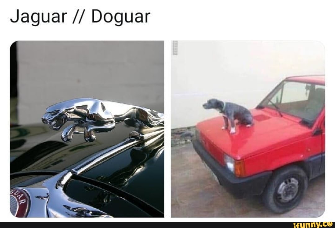 Principal 110+ imagen funny jaguar car memes - In.thptnganamst.edu.vn