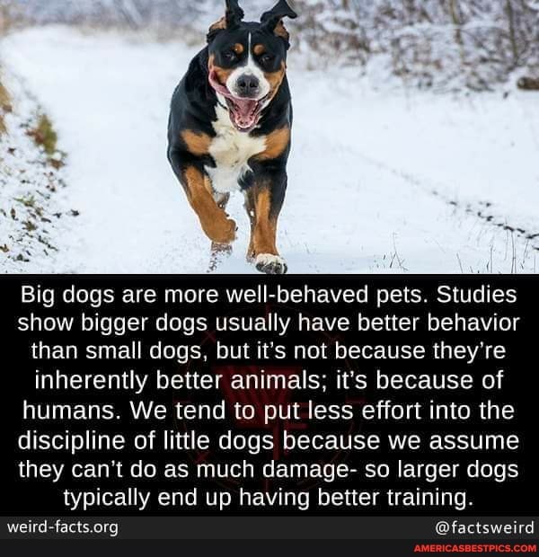 Big dogs are more well-behaved pets. Studies show bigger dogs usually have better behavior than small dogs, but it's not because they're inherently better animals; it's because of humans. We tend to put less effort into the discipline of little dogs because we assume they can't do as much damage- so larger dogs typically end up having better training.
@factsweird