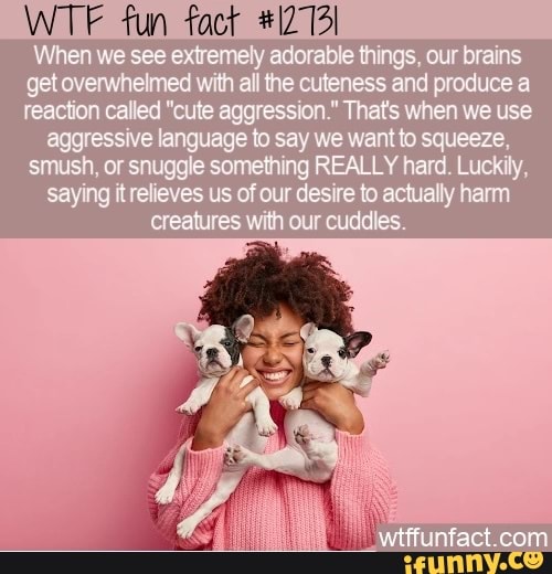 WTF fun fact When we see extremely adorable things, our brains get ...