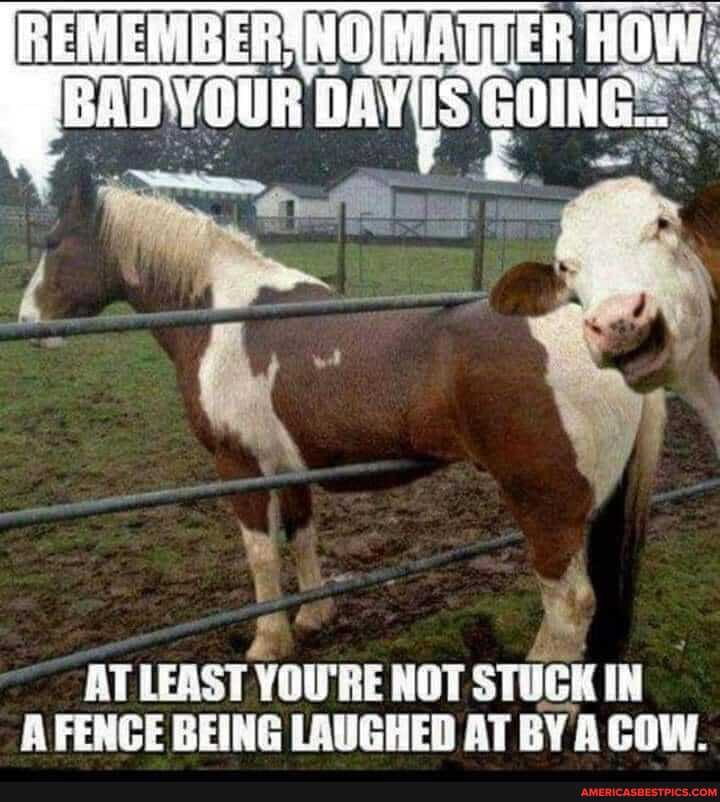 MATTER
AT LEAST YOU'RE NOT STUCK IN
FENCE BEING LAUGHED AT BY COW.