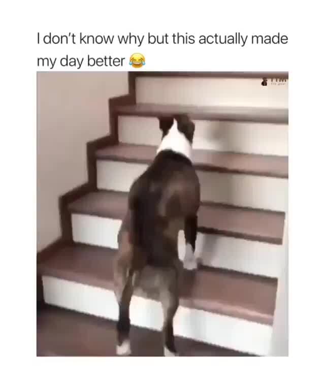 dog hops up stairs