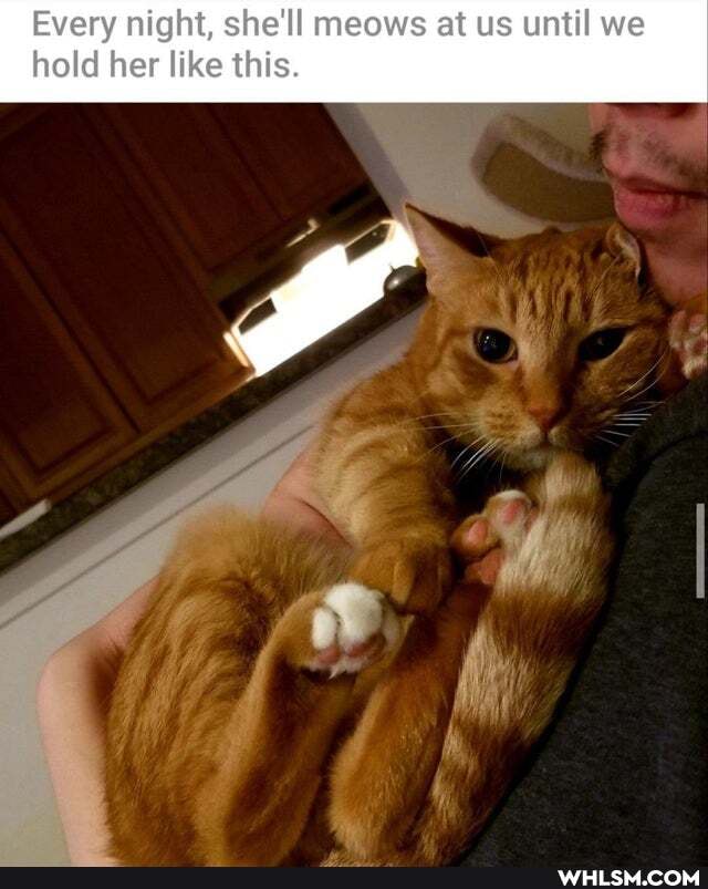 Every night, she'll meows et us until we hold her like this.