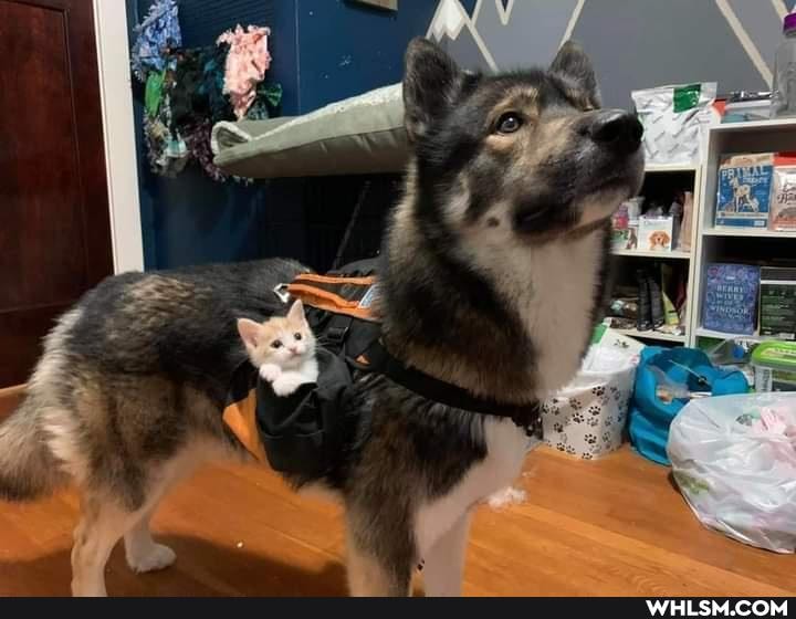 cat, dog, wholesome