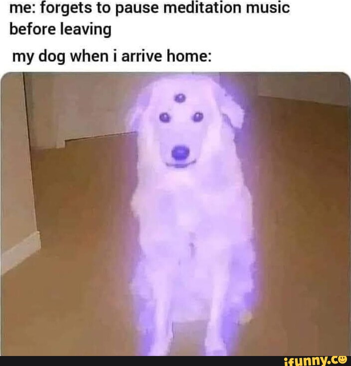 How Do I Leave My Dog At Home