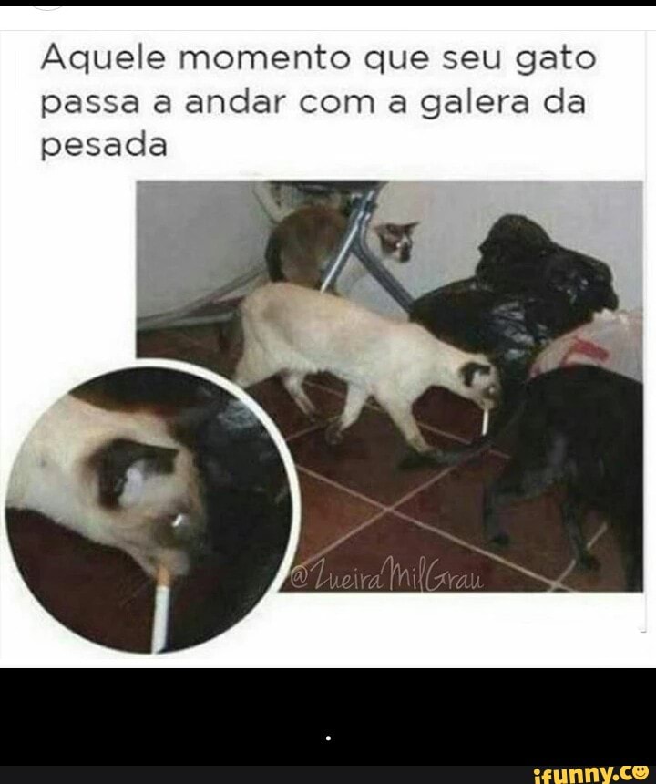 Aquele momento que seu gato
passa a andar com a galera da
pesada - .
