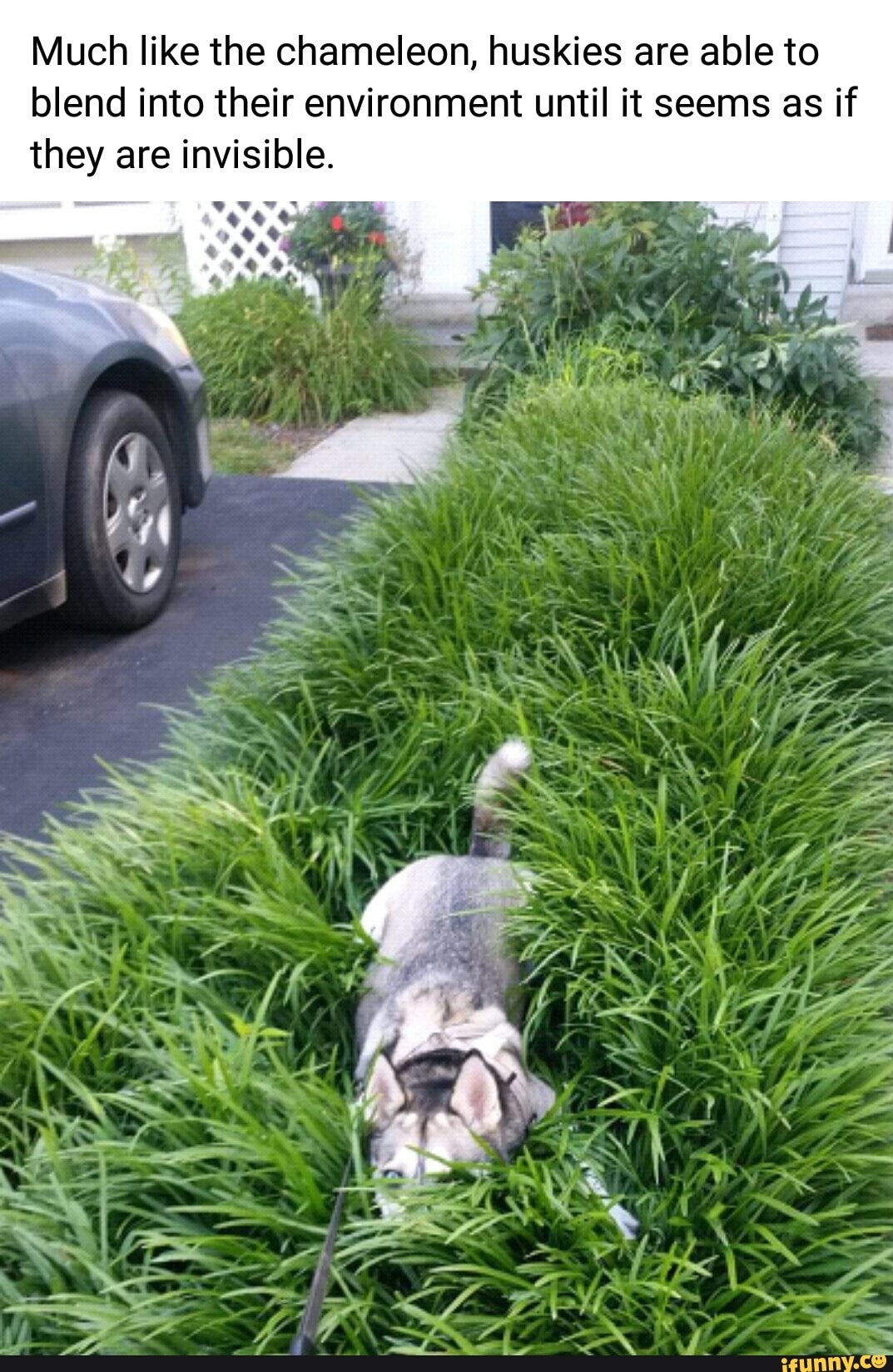 Much like the chameleon, huskies are able to blend into their environment until it seems as if they are invisible.