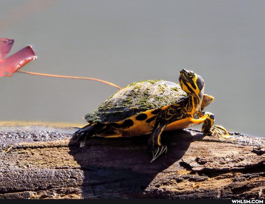 photography, naturephotography, nature, trail