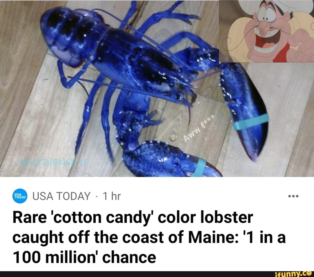 Cotton candy lobster meme