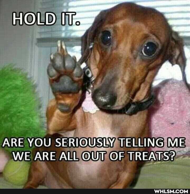 HOLD =
ARE YOU SERIOUSLY TELLING ME WE ARE ALL OUT OF TREATS?