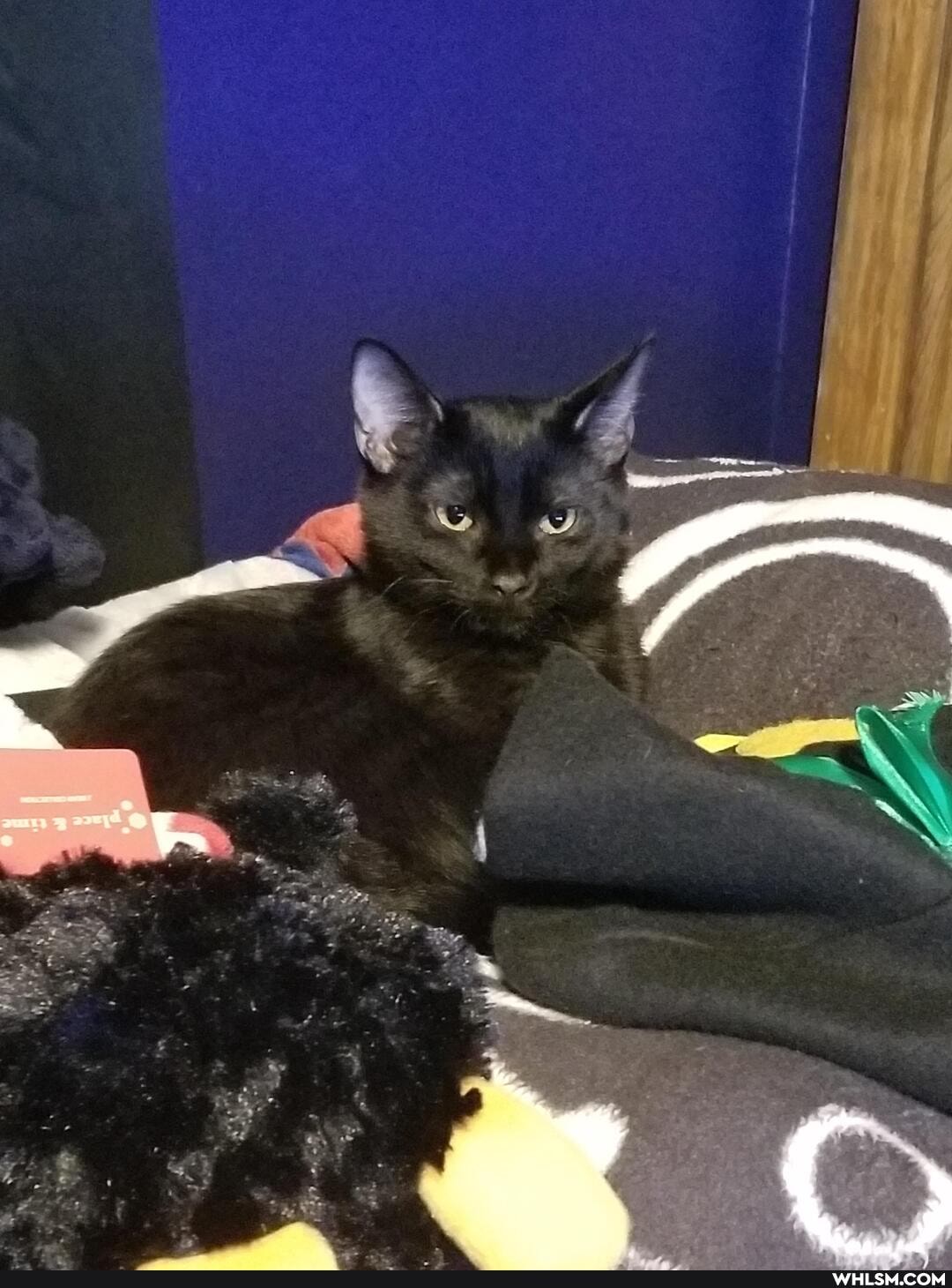 cat, aww, kitten