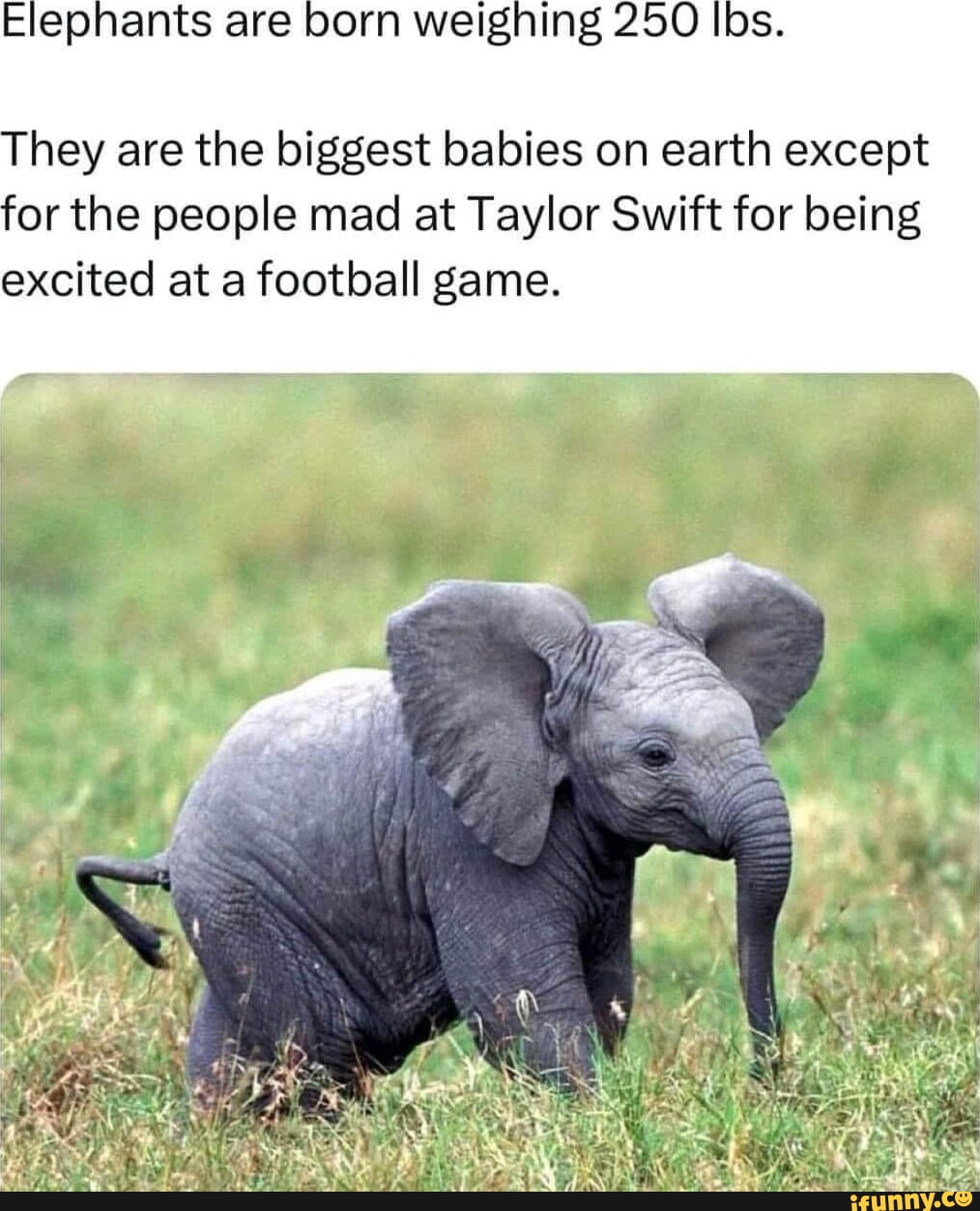 Elephant bet