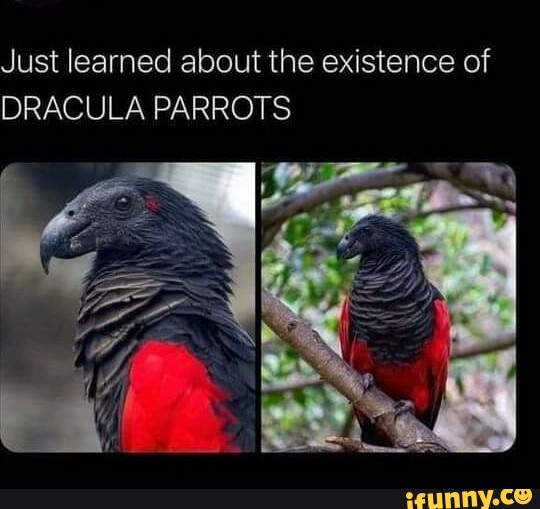 Just learned about the existence of DRACULA PARROTS - iFunny