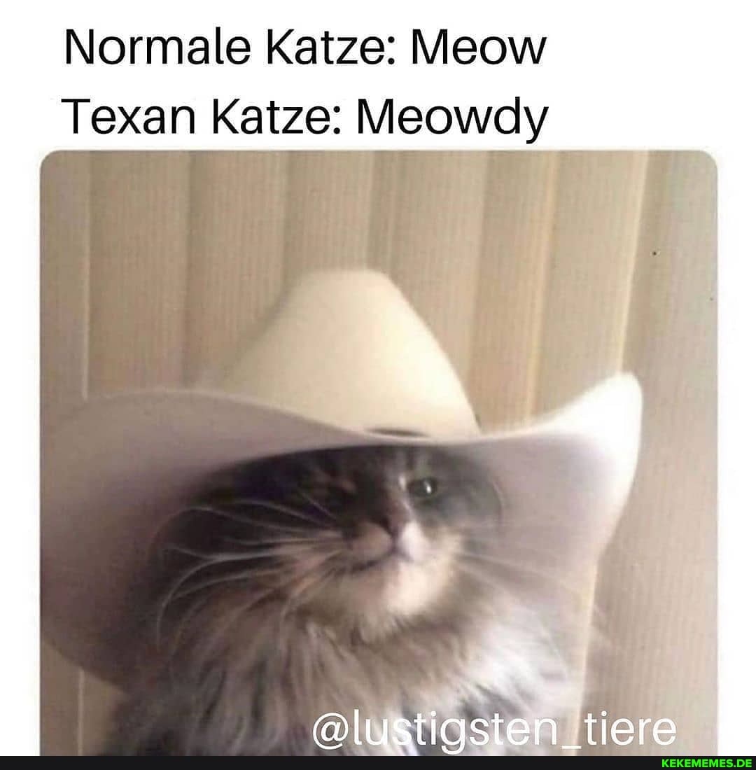 Normale Katze: Meow _Texan Katze: Nieowdy ahstinsten tiere