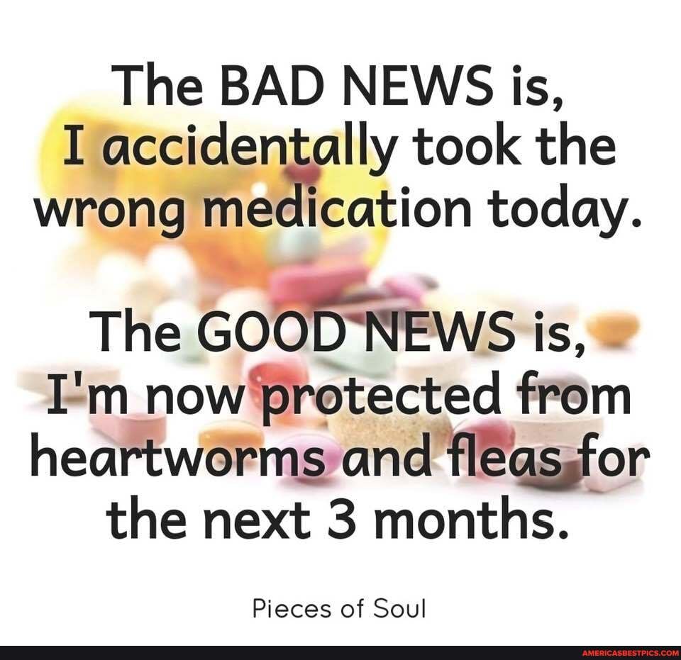 The BAD NEWS is,
I accidentally wrong took the medication today.
wrong medication today.
The GOOD NEWS is, -
I'm now protected from heartworms and Or the next 3 months.
Pieces of Soul