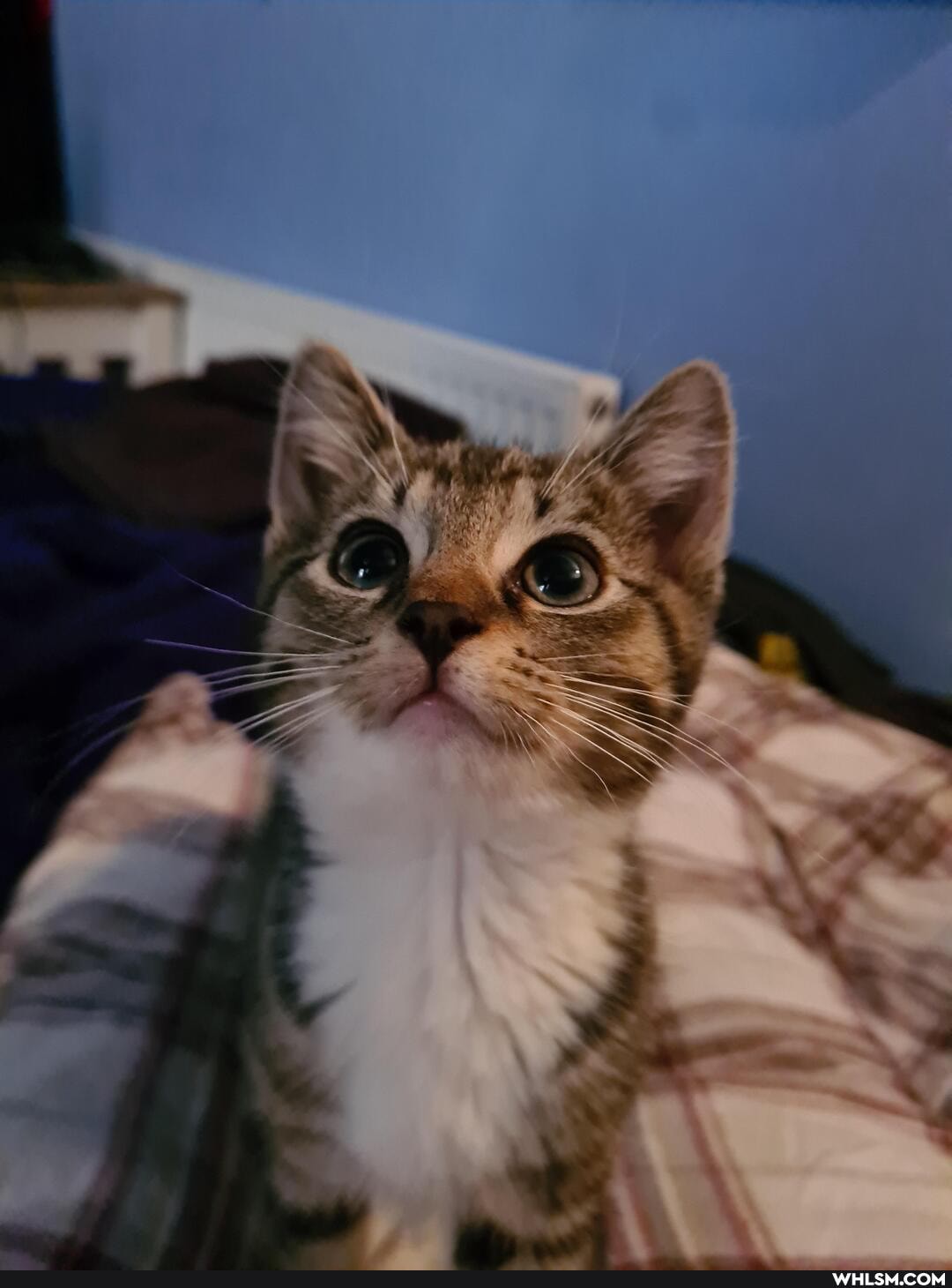 aww, kitten, smitten