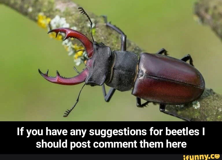 If you have any suggestions for beetles I should post comment them here - If you have any suggestions for beetles I should post comment them here