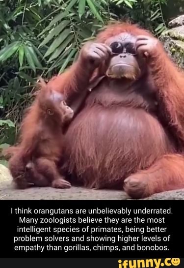 Think orangutans are unbelievably underrated. Many zoologists believe