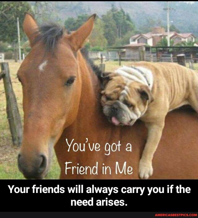 You Ve Got A Friend In Me Your Friends Will Always Carry You If The Need Arises Your Friends Will Always Carry You If The Need Arises America S Best Pics And