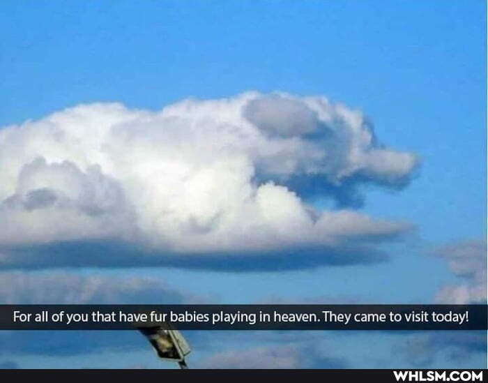 For all of you that have fur bables playing In heaven. They came to visit today!