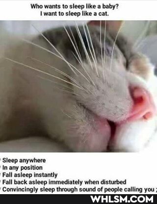 Who wants to sleep like a baby? want to sleep like a cat.
'Sleep anywhere any position
Fall asleep instantly