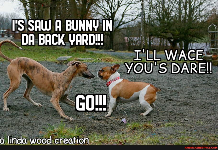 IS SAW A BUNNY IN DA BACK YARD!
I'LL WACE YOU'S DARE!!
GO!
mm lien ee enetinn