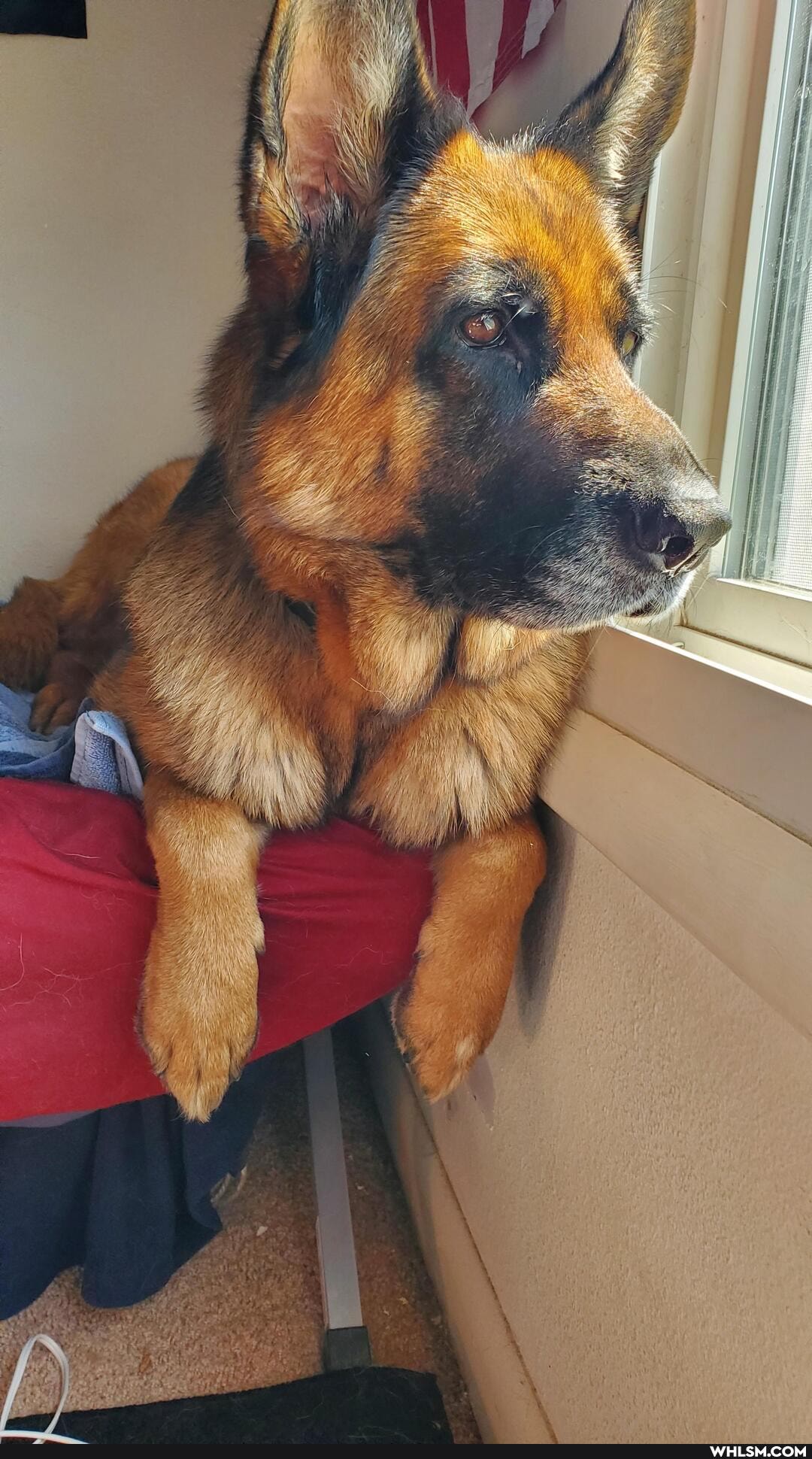 dog, doggo, bigolpupper, rescue_dog