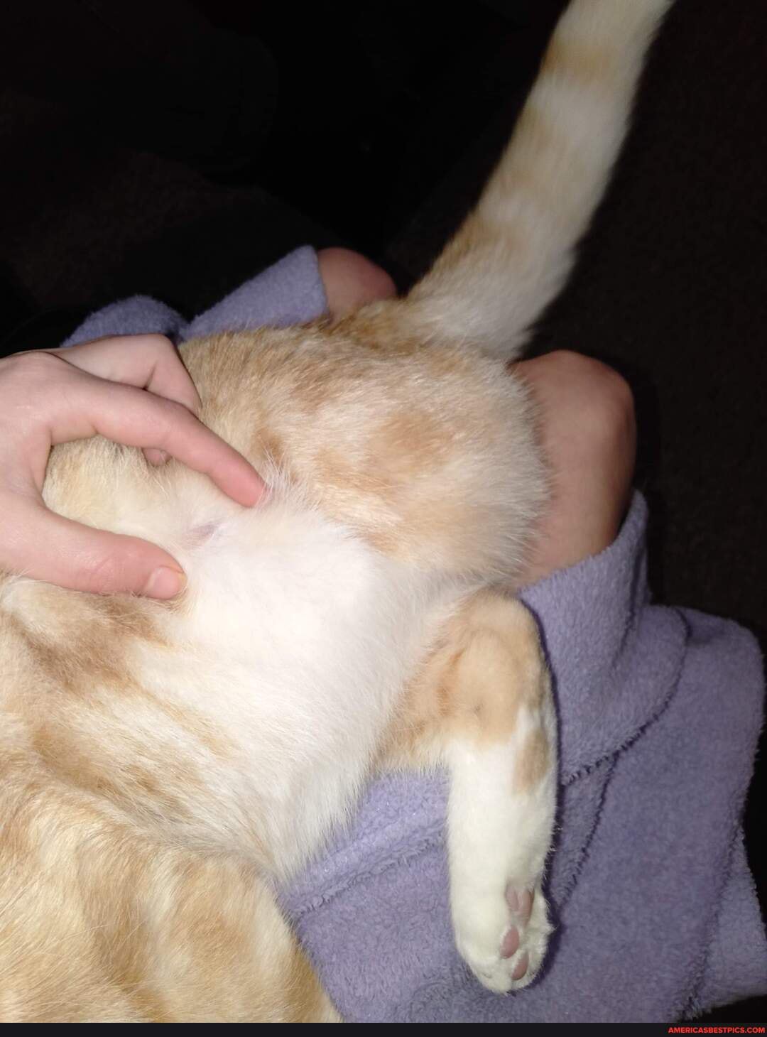 Amputee cat had pea size lumps that have turned into a ping pong ball