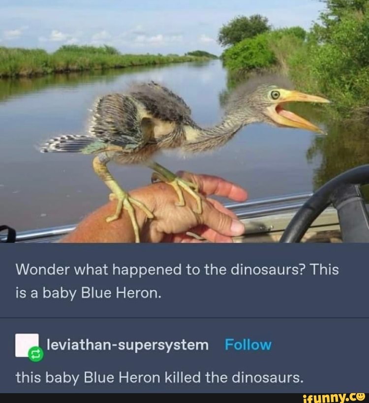 Wonder what happened to the dinosaurs? This is a baby Blue Heron. BF ...