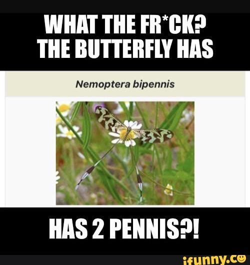 WHAT THE FR*CK?
THE BUTTERFLY HAS
Nemoptera bipennis